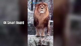 Умная доска 4K для обучения и бизнеса